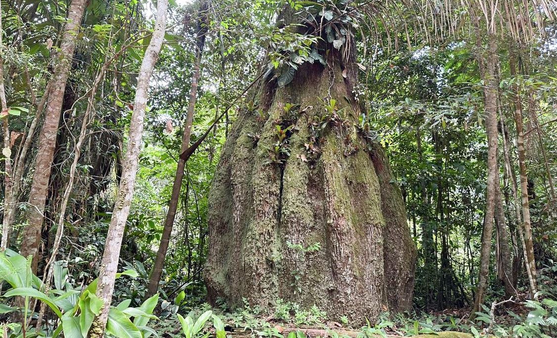 Maioria dos parlamentares eleitos para 2027 tem baixo alinhamento à agenda ambiental
