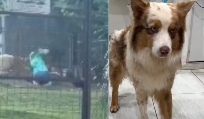 Ministério Público investiga maus-tratos a cão em hotel para pets