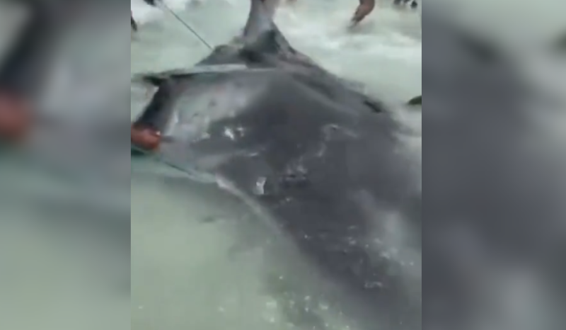 Pescadores de Arraial do Cabo Devolvem Raia Gigante ao Mar