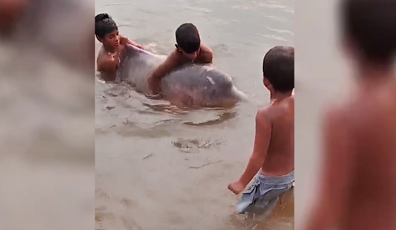 Vídeo de crianças e boto-cor-de-rosa viraliza e gera memes: 'Pegaram o papai!'