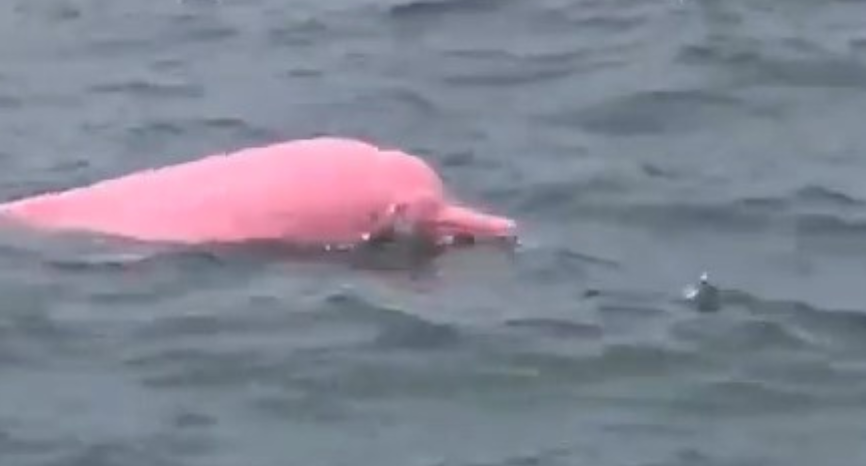 Golfinho rosa em Omã surpreende internautas e gera discussões