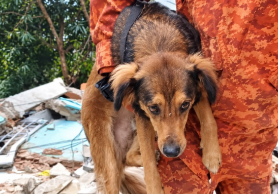 Cachorro Romário é resgatado após cinco dias sob escombros em Niterói