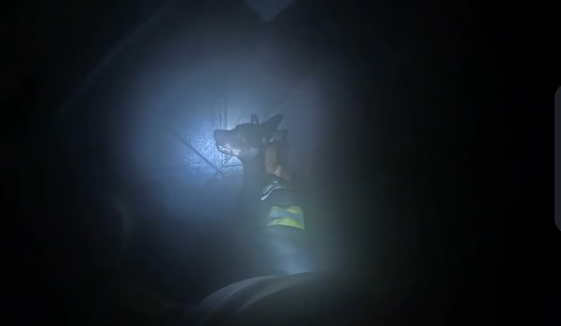 Emocionante resgate: bombeiros tentam salvar cachorro de incêndio em casa