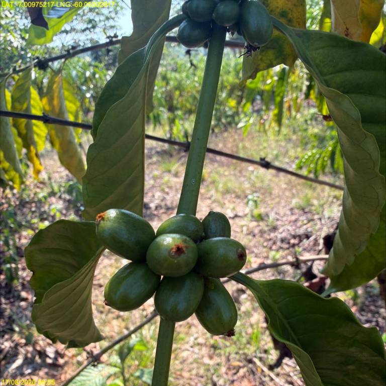 Café do Amazonas brilha com produtor de Apuí em concurso internacional