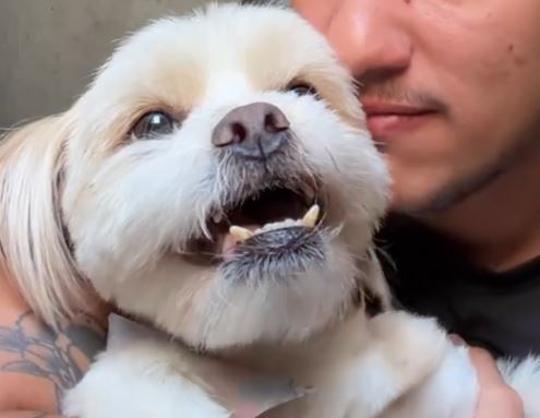 Cachorro reage de forma diferente aos nomes Bolsonaro e Lula em vídeo viral