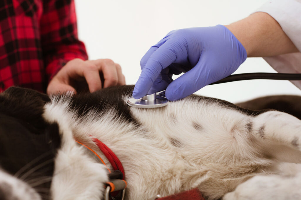 Câncer de mama em pets: 45% das cadelas são afetadas; saiba como identificar
