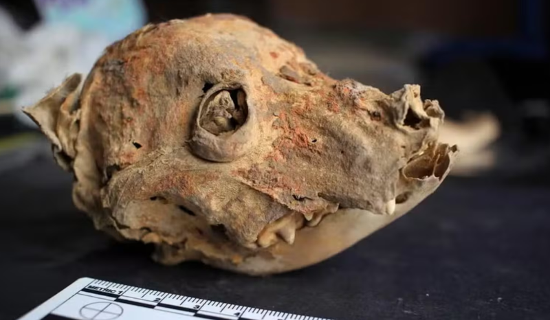 Cão mumificado há 1.300 anos é descoberto por arqueólogos no Peru