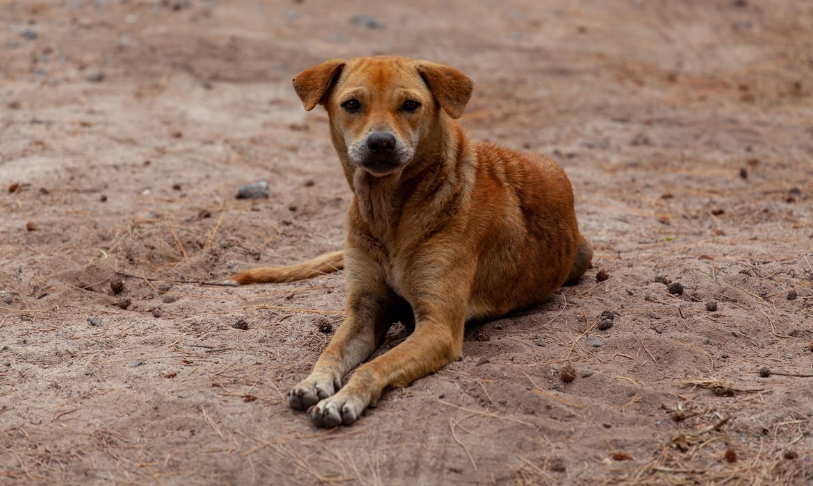 Mais de 80% dos tutores no Brasil optam pela adoção de animais