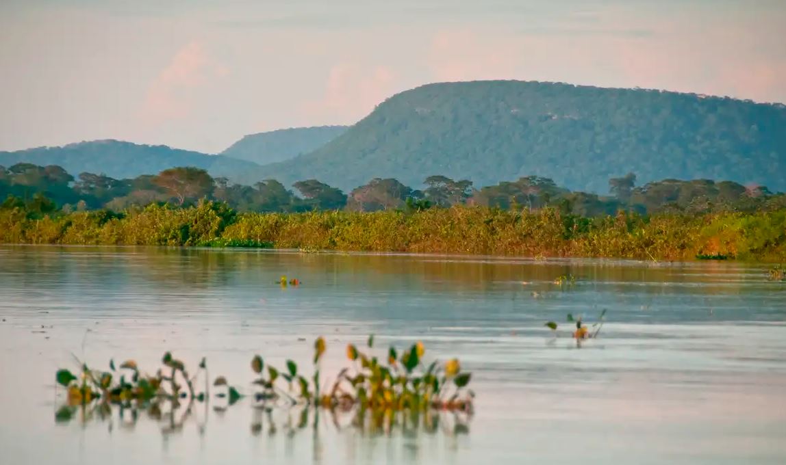 Cerrado brasileiro perdeu 13,9 milhões de hectares de vegetação nativa
