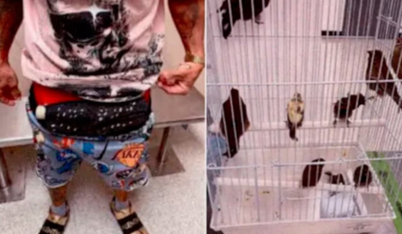 Passageiro é preso em Miami por contrabando de pássaros em roupas íntimas