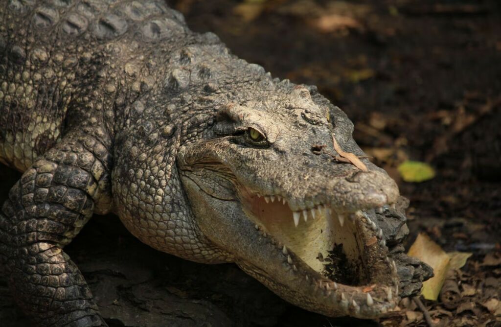 Homem pode enfrentar até 10 anos de prisão por foto falsa de crocodilo