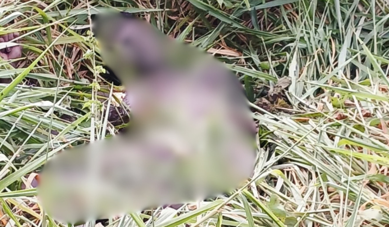 Corpo de adolescente é encontrado em estado avançado de decomposição na AM-010