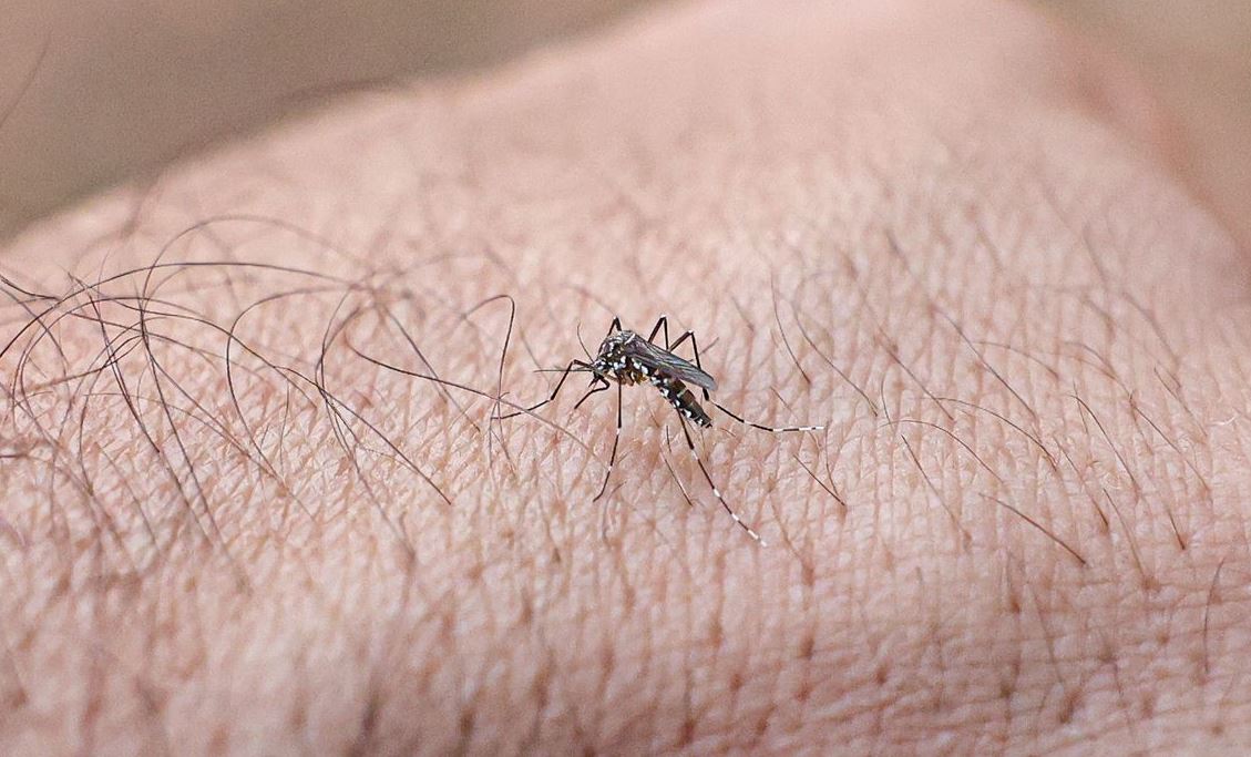 Quase metade dos municípios brasileiros está em alerta para dengue