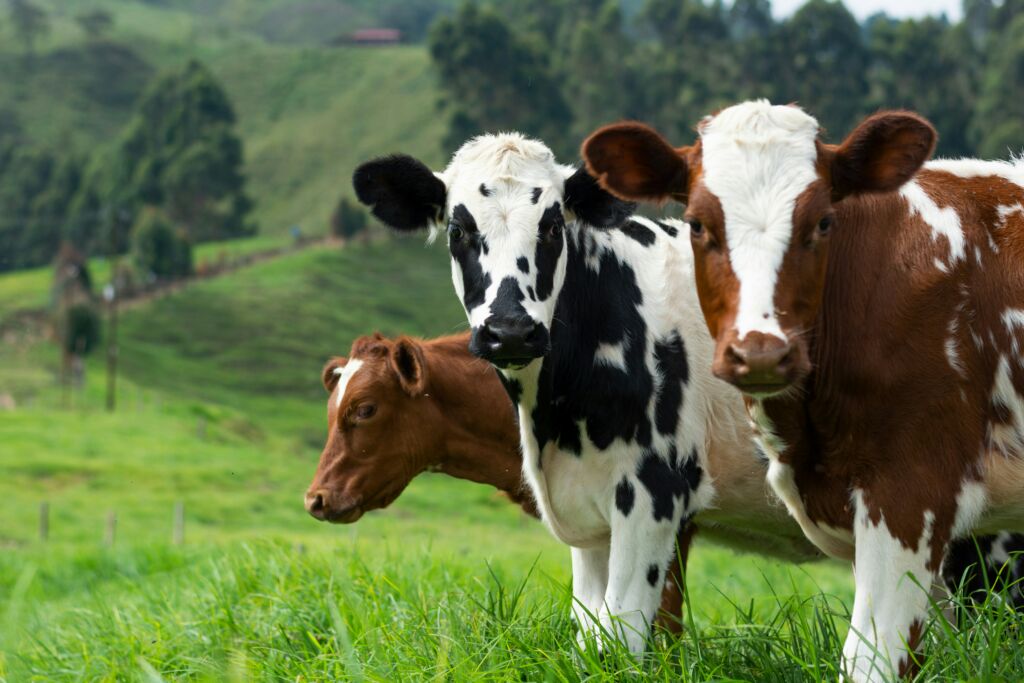Simpósio discute avanços em reprodução e fertilidade de gado de corte