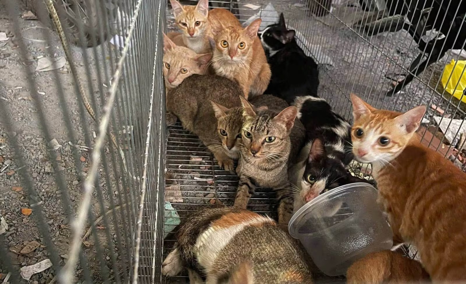 Quadrilha é detida após roubo de 2.700 gatos para consumo no Vietnã