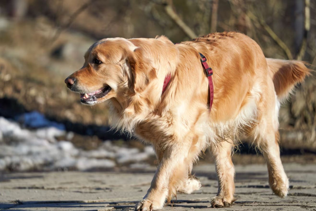 Por que cães de grande porte envelhecem mais rapidamente? Descubra