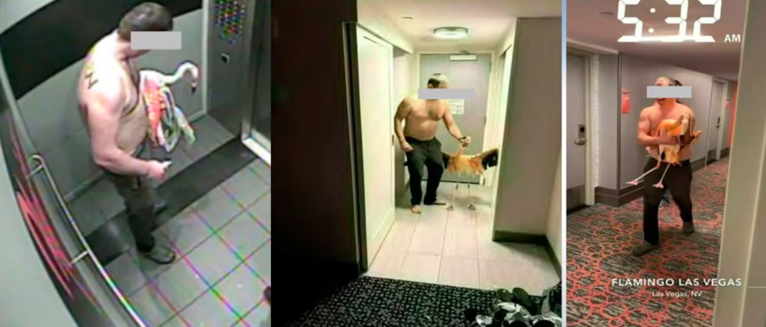 Empresário canadense é julgado por sequestro de flamingo em Las Vegas