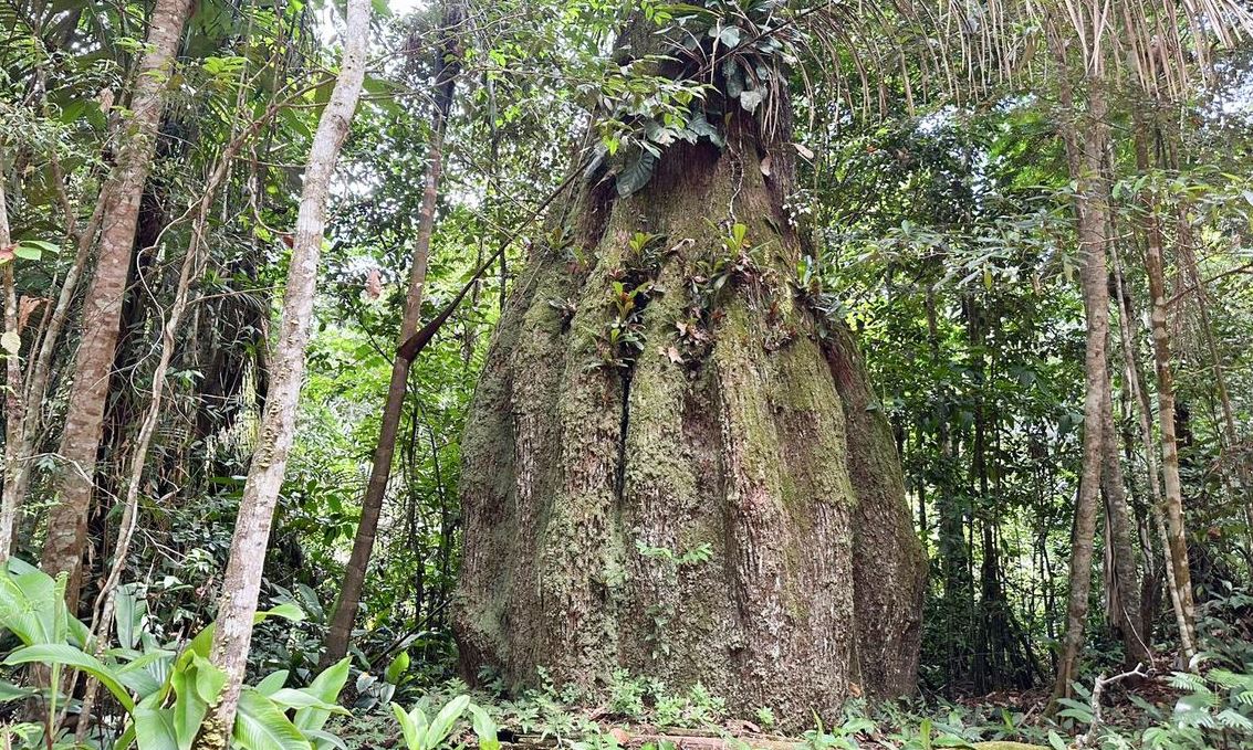 Pau-brasil enfrenta grave risco de extinção, revela levantamento do MMA