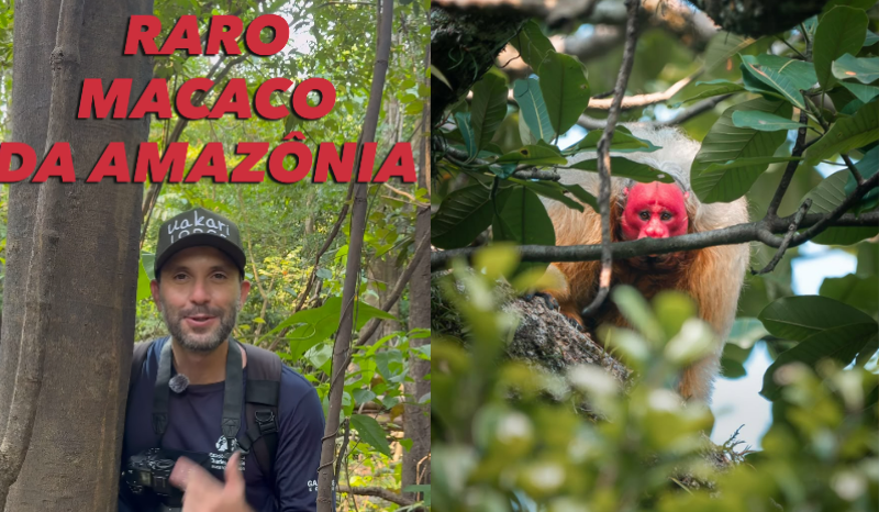 Fotógrafo realiza expedição na Amazônia em busca do uacari-branco