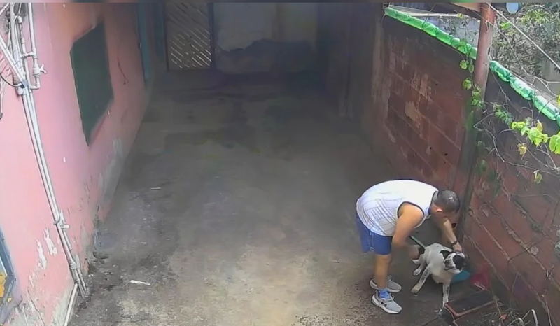 Imagens registram maus-tratos contra cachorro na Vila Planalto, DF