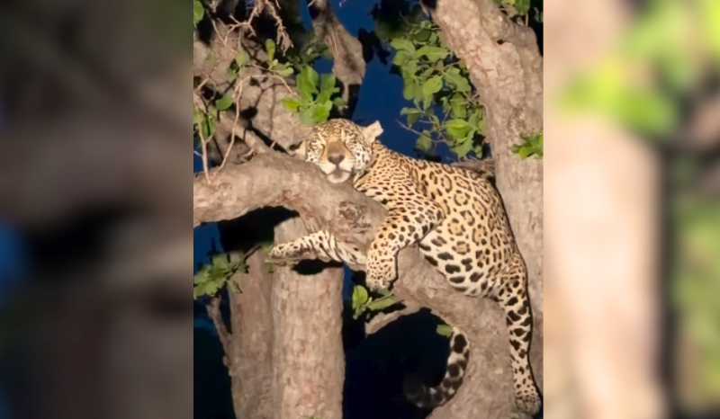 Onça-pintada grávida é flagrada descansando em árvore no Pantanal