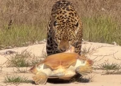 Onça-pintada arrasta tartaruga em praia no Rio Guaporé, Rondônia