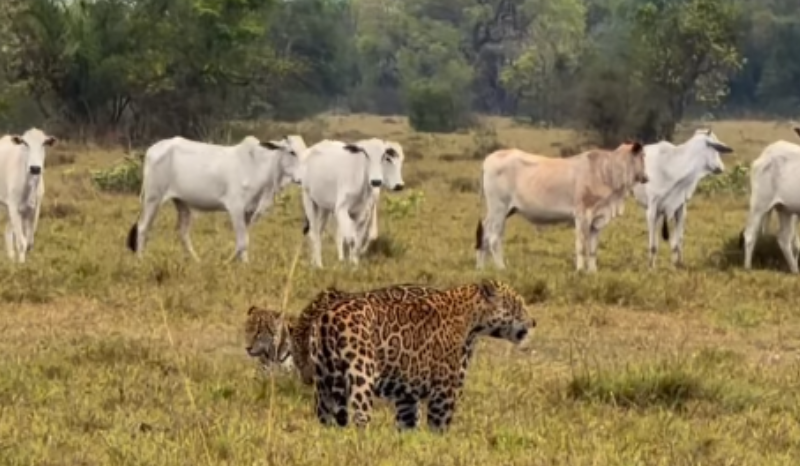 Disputa entre onças-pintadas é registrada em área de pastagem no Pantanal