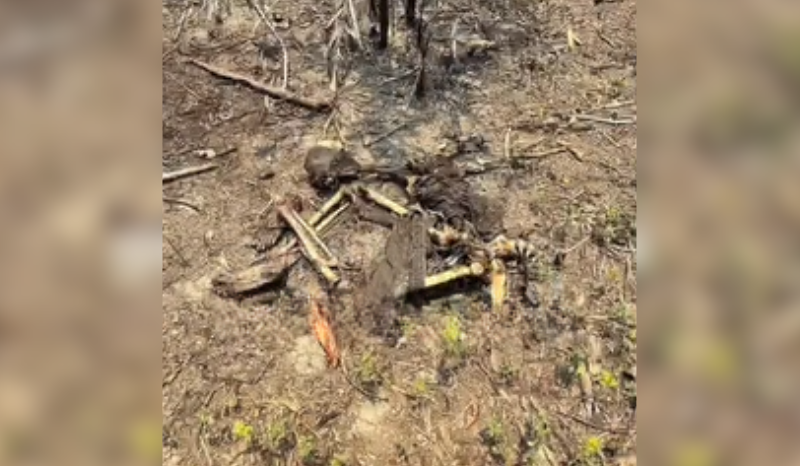 Ossada Humana Amarrada é Encontrada em Área de Incêndio em Iranduba