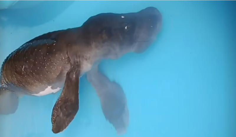 Filhote de peixe-boi resgatado em Parintins morre após cuidados