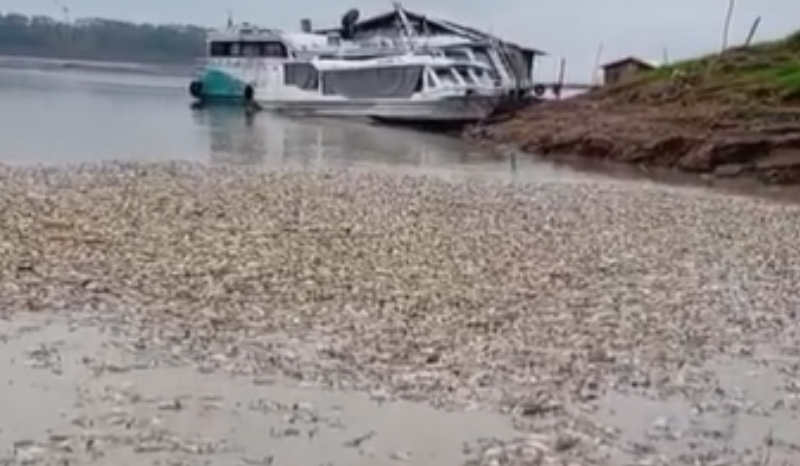 Moradores de Manacapuru registram mortandade de peixes em vídeo