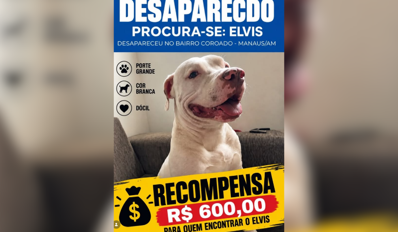 Família de Manaus procura pitbull Elvis e oferece recompensa de R$ 600