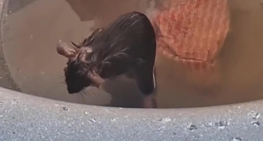 Rato é filmado se ensaboando em tanque de lavar roupas no Acre