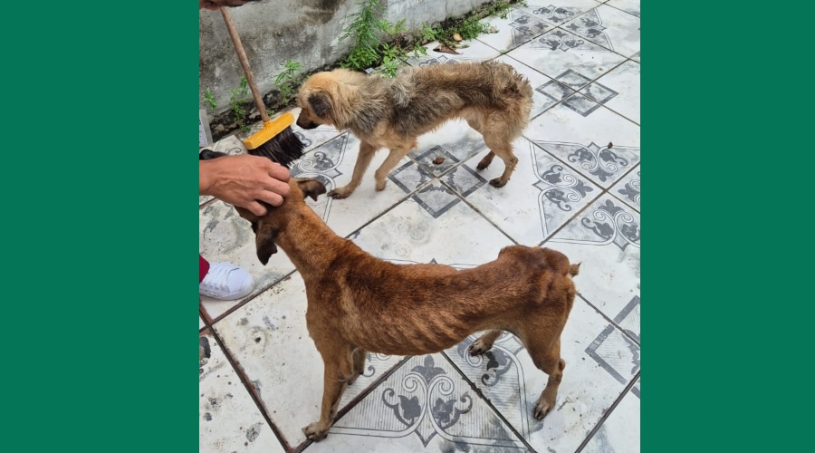 Lei nº 8.391 obriga infratores a custearem tratamento de animais no AM