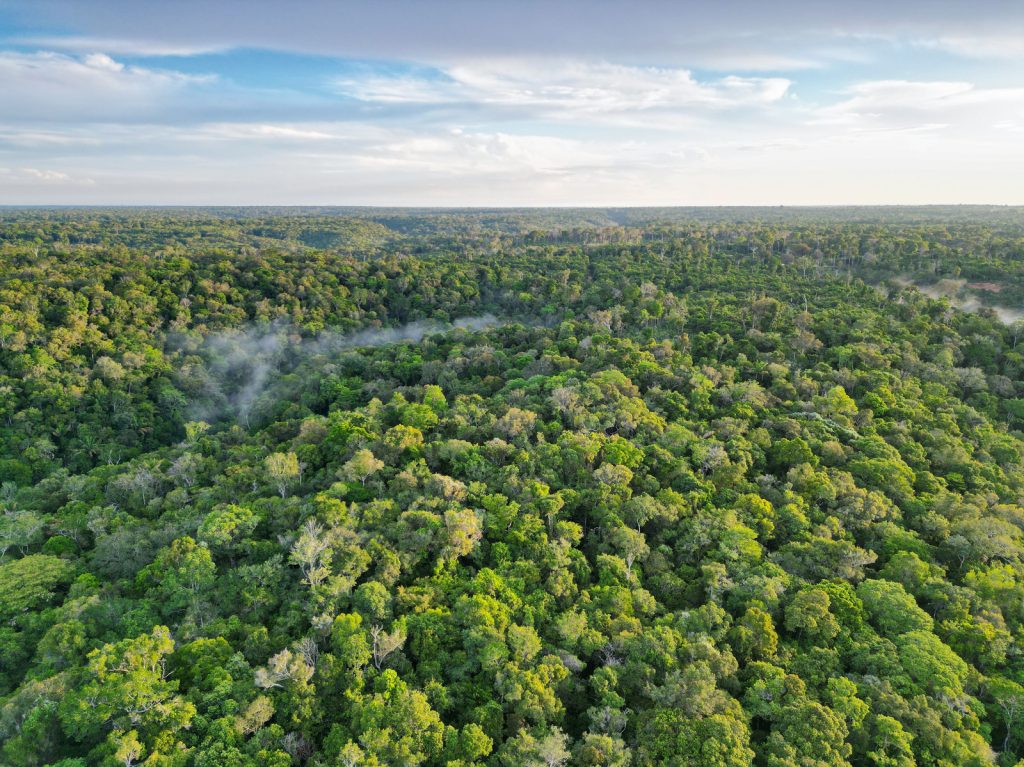 Fumaça e queimadas ameaçam a Floresta Amazônica no Amazonas