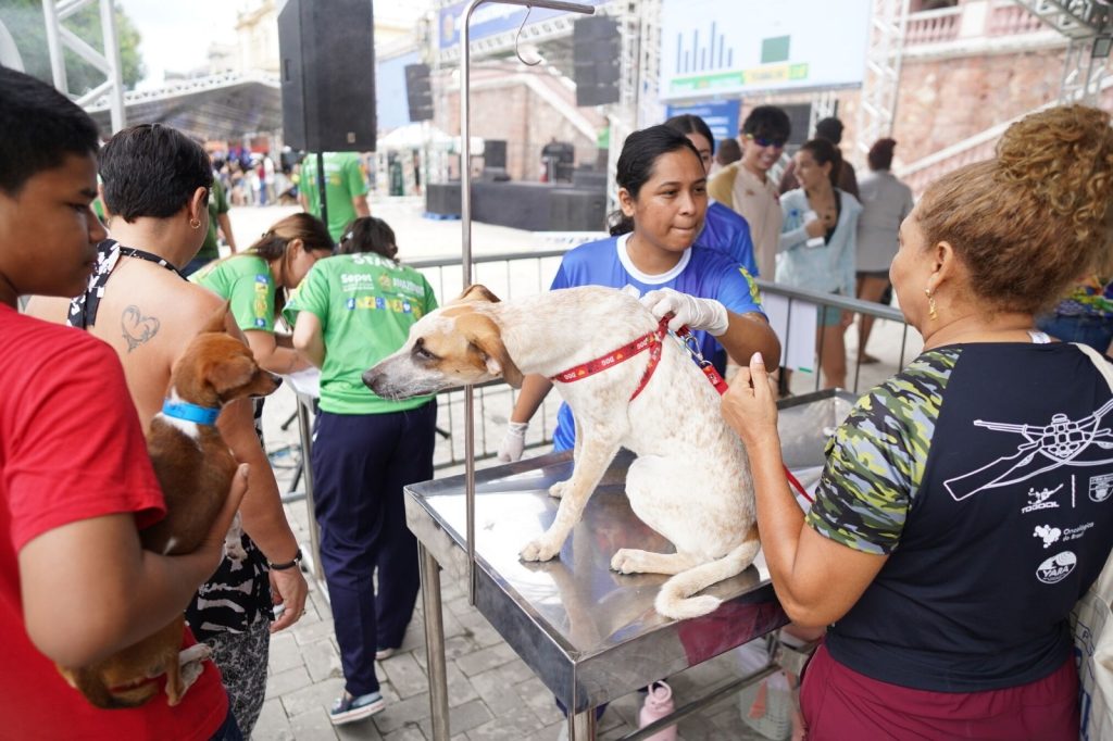 Amazonas realiza 1.156 castrações de animais em oito horas e bate recorde