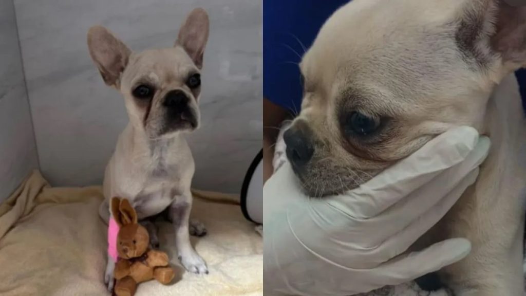 Filhote de buldogue francês é internada após ingerir crack em Joinville