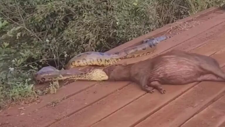 Sucuri tenta arrastar capivara pela cabeça em córrego de Sidrolândia