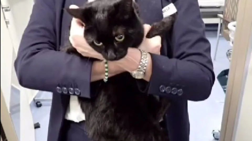 Marinheiro e gata são resgatados por navio de cruzeiro entre Texas e Cozumel