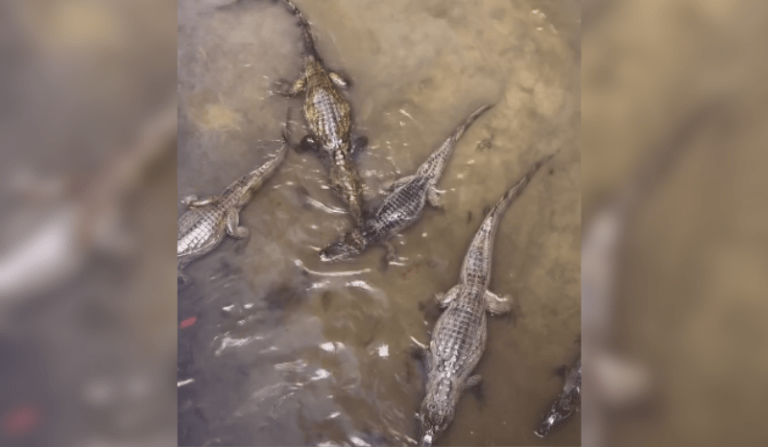 Vídeo mostra mais de dez jacarés em igarapé no Distrito Industrial