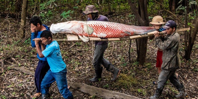 Programa de Pagamento por Serviços Ambientais do Pirarucu é lançado em Manaus