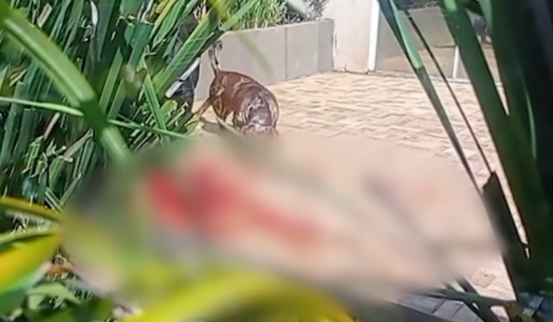 Criança de 4 anos morre após ataque de Rottweiler em Chapecó