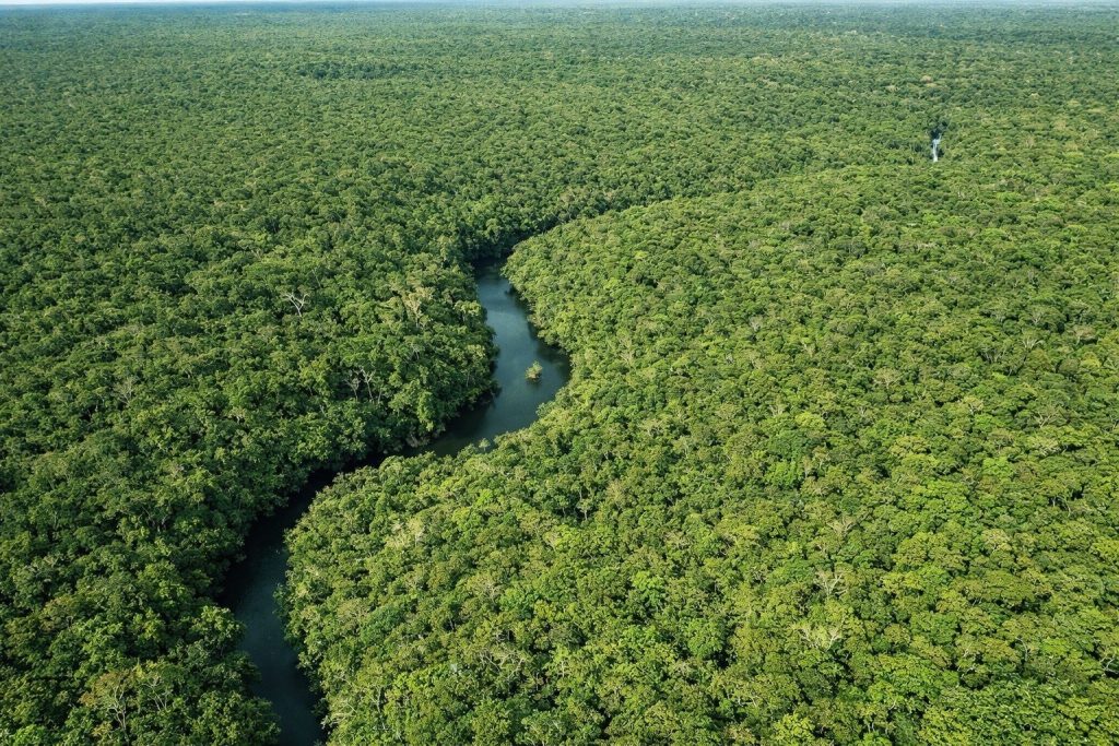 Desmatamento no Amazonas apresenta queda significativa em 2026