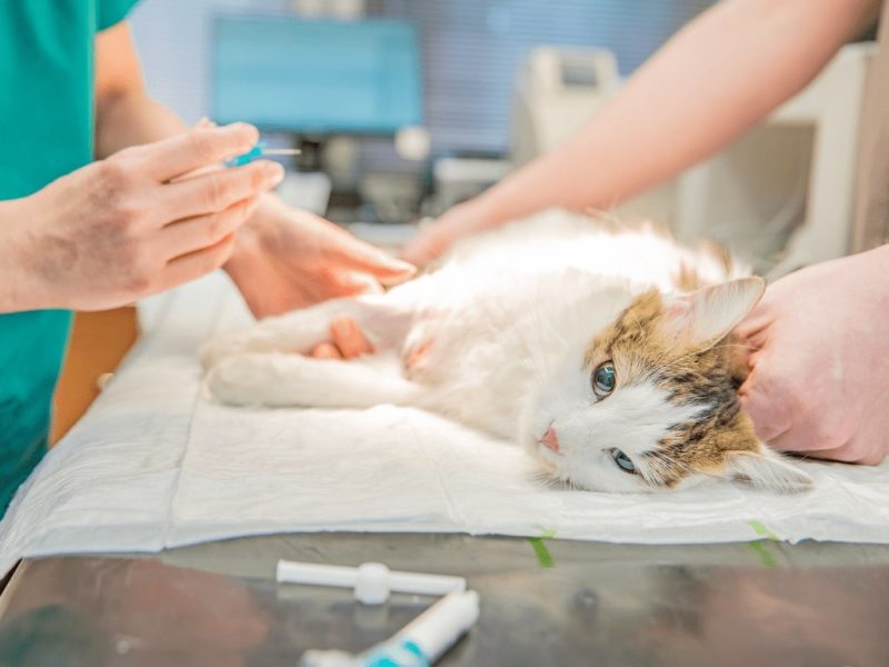 Serviços gratuitos de cuidados para pets serão oferecidos em Manaus