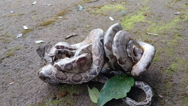 Cobras suaçuboia são flagradas abraçadas em acasalamento na Unir