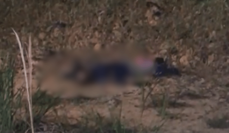 Homem é morto a tiros em área de mata no km 2 da BR-174 em Manaus