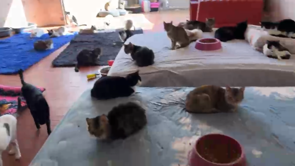 Polícia resgata 136 animais e encontra 14 gatos congelados em ONG