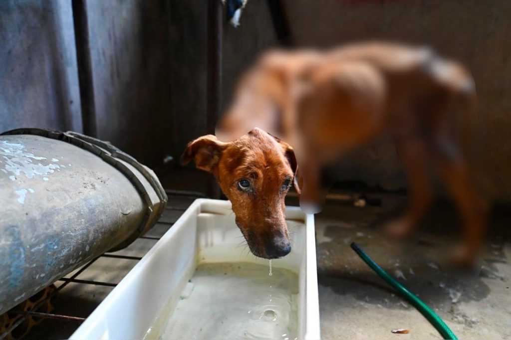 Homem é preso suspeito de maus-tratos a cães no bairro Alvorada