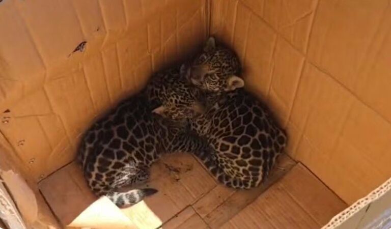 Filhotes de onça são resgatados por agricultores em Codajás, Amazonas