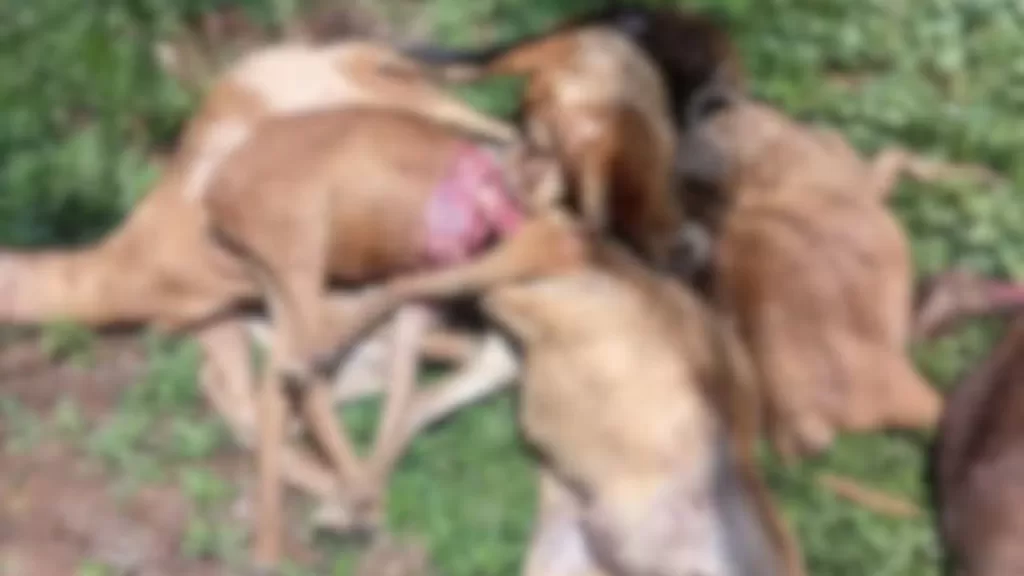 Onça ataca e mata 11 carneiros e ovelhas em São Gabriel da Cachoeira (AM)