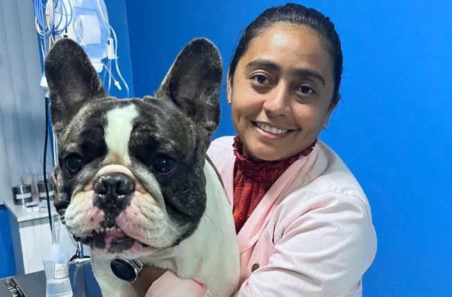 Cuidados redobrados com cães braquicefálicos em meio ao calor intenso de Manaus